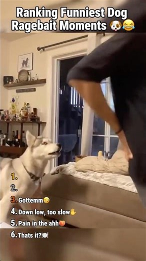 Ranking Dog Ragebait Moments