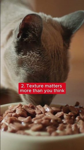 Fussy eating in cats is more common than you might think 🐱