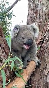 2M views · 5K reactions | EVER WONDERED WHAT A KOALA SOUNDS LIKE? Have you been in the great outdoors and heard this sound before? Yowi? Big Foot? Nope it's our friendly koala!! Koalas of Raymond Island are full to the brim with koalas to care for and George was not happy to have to share his accommodation! | ABC Gippsland | Facebook