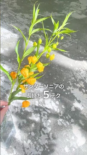 え、熱湯！？サンダーソニアが長持ちする5ステップ✨ #サンダーソニア #花のお手入れ #長持ち