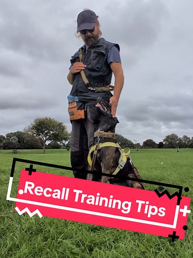 Effective Dog Recall Training Tips for Success