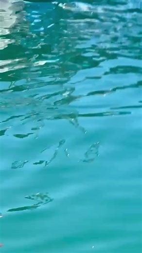 🚨 A rare sighting turned heads today inside the marina of Cabo San Lucas. A Striped Marlin