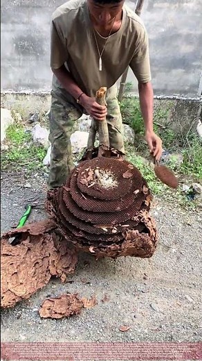 Inside a Giant Hornet's Nest: Revealing the Layered Architecture