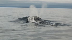 'Song' of rare whale recorded for the first time