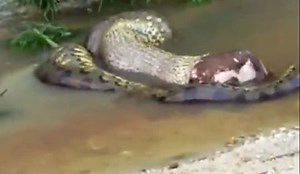 YouTube Anaconda Vomited Goat, Not Cow