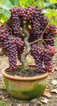 Howto propagate Grapes tree to produce lots of fruit in a short time. #grow #garden #grafting #easy