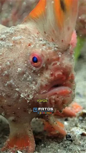 6 espécies recém-descobertas no fundo do oceano que parecem de outro mundo! #curiosidades #fatosdesconhecidos #fundodooceano #bizarro | Fatos Desconhecidos