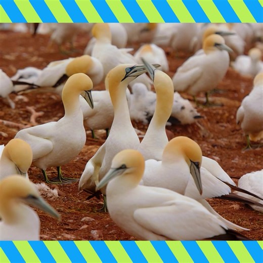 Join 1.2 million RSPB members helping to protect nature for generations to come. | RSPB