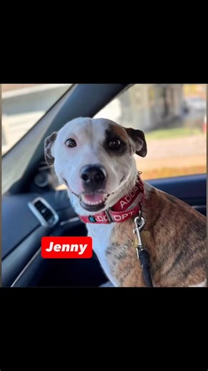 Jenny is just the most perfect little girl! She is a petite 2-year-old mix with the best combination of cuddly sweetness and playful charm. She’s a happy, affectionate pup with a very soft mouth, a submissive play style, and a joyful personality that shows in everything she does. At 34 pounds she’s the perfect medium-sized companion, sturdy enough for adventures, yet small enough to curl up on the bed without taking up too much space. She rides well in the car, likes being outdoors and chasing t