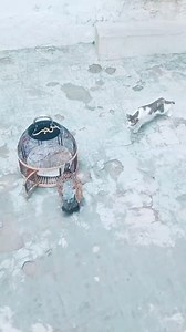 Wah g wah plz follow my page #teeterbaz #blachfarcolin #teeterbazi #pafebookpage #enjoy #like #follow #shire | Teeter Bazi