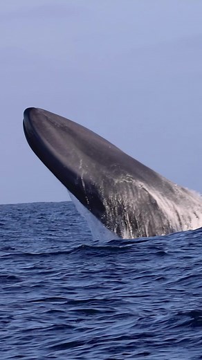 One of rarest shots in the world: a Blue Whale BREACHING! #thalassophobia #Amazing