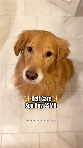 Join us for some spa day asmr ✨❤️ #dogspa #dog #goldenretriever #dogtok #asmr #pamperedpets #spaday