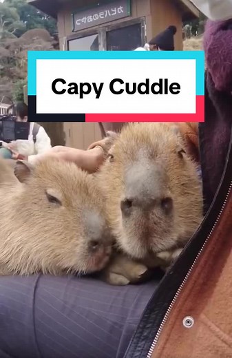 Capy Cuddle - Funny and Cute Capybara Hugging and Cuddling Compilation