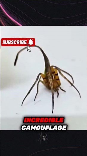 “This Spider Looks Exactly Like a Leaf | Nature’s Incredible Camouflage”