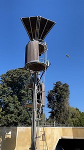 Orangutan at Perth Zoo launching a possum