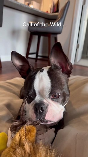 Boston Terrier Howling - Call of the Wild