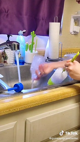 Guinea Pig Water Bottle vs Bowl: Which is Better for Your Pet?