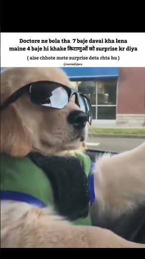 🐶😂 Funniest Dog Meme Compilation | Try Not to Laugh Challenge 2025