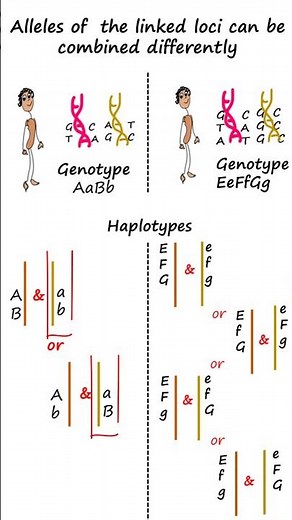 Haplotypes or alleles of linked polymorphisms & Inheritance #genetics #genomics #inheritance