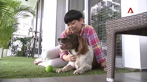 59K views · 493 reactions | Ruff day? Watch how these sniffer dogs and their new owners make a pawfect pair.  | CNA | Facebook