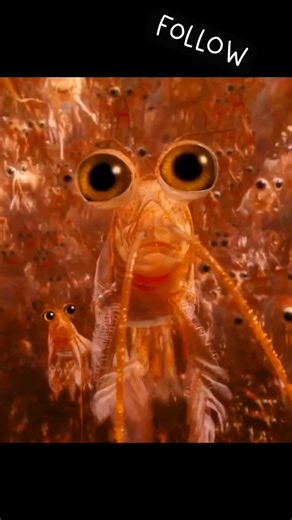 Reelz on Instagram: "Follow for more Reels/Content.! Movie 🎬: Happy Feet 2 Will and Bill are two krill from Happy Feet Two, voiced by Brad Pitt and Matt Damon, who represent individuality versus conformity; Will, feeling special ("one in a krillion"), leaves the massive swarm seeking purpose and freedom, with the more traditional Bill reluctantly following, leading them to encounter predators and eventually helping the penguins save Emperor-Land by breaking the Doomberg with their swarm, provin