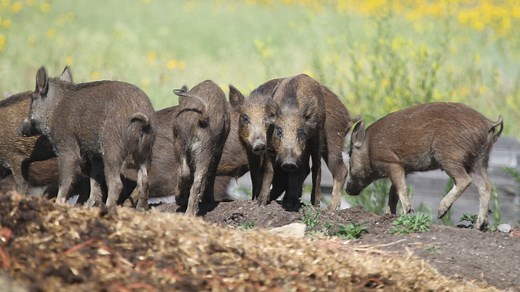 Wild boar farming, hunting illegal in Alberta without a permit