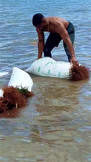 Hand-harvested sea moss gel. Free of preservatives, added sugar and artificial colors.