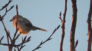 Sound up!! Meep meep meep call of the northern shrike - at Roberts bank - snowgeese in the background. My links for more - I’d love any support - https://bio.link/pacificnorthwestkate | Pacificnorthwestkate
