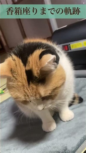 【三毛猫】香箱座りの瞬間