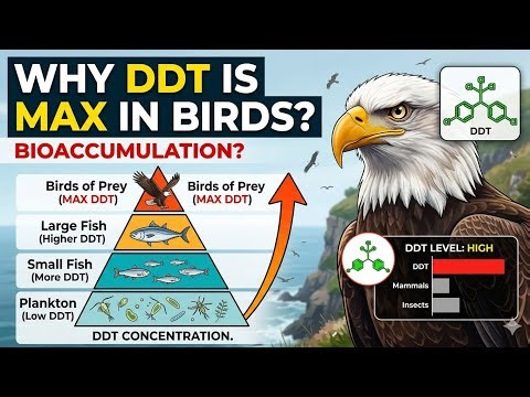 Why do you think the amount of DDT is maximum in birds?