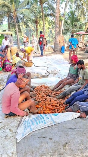 Amazing Carrot Washing Process. #viral #short