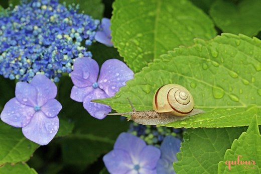 【聴こうクラシック5】雨の日に、懐かしさあふれるブラームス「雨の歌」