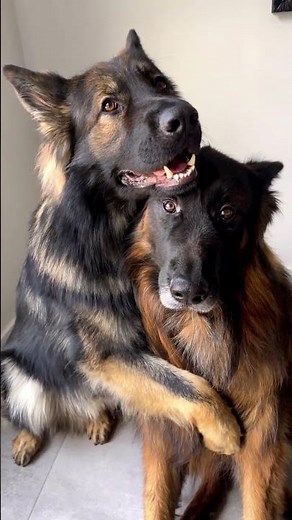 German Shepherd Dogs Being Funny & Adorable – Cute Dog Compilation