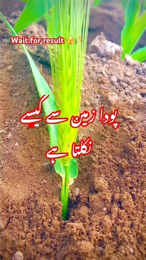 Tree grow live☘️👌🏻🌾#ytshorts #shorts #youtubeshorts #viralshorts