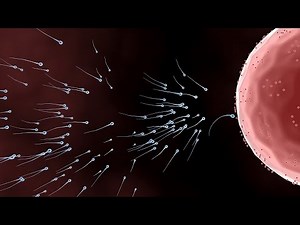 [Fertilization ~ Pregnancy] The process from sperm to egg fertilization