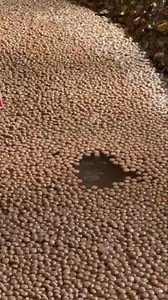 Male Greater Flamingo demonstrating the usefulness of their curved bill while eating specially formulated flamingo pellets. The slight pink color of the pellets shows the pigment that makes the flamingos pink! | Cincinnati Zoo & Botanical Garden