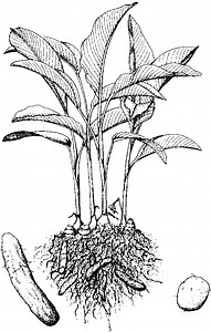 Calathea allouia - Alchetron, The Free Social Encyclopedia