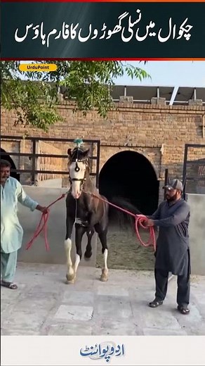 Inside Chakwal's Purebred Horse Farm | Mughal Dewan Club | Pakistan's Finest Horses Luxury Farmhouse