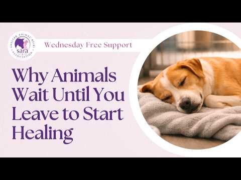 Animal Reiki, the Vagus Nerve, and Biological Lag: Why Animals Wait Until You Leave to Start Healing