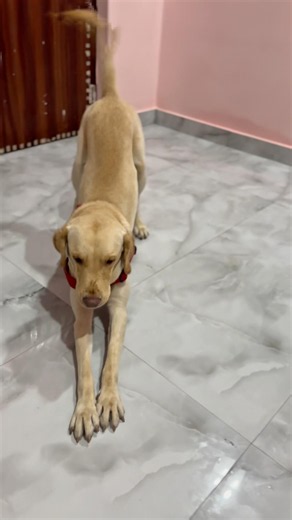 Shephard 💓 song 💕 #trendingshorts #labrador #youtubeshorts #dog #pets #cute