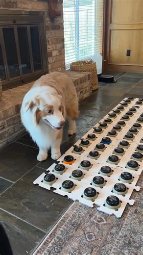 This is Flambo. He's using his talking dog buttons to accuse his small foster brother of being a cat. Nothing can convince him otherwise. 13/10 for both (follow Flambo the dog) | We Rate Dogs