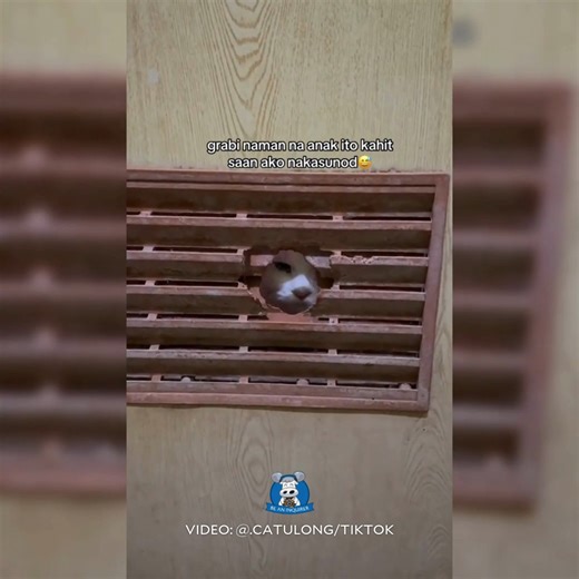 45K views · 2.5K reactions | ‘TAGAL PA BA ‘YAN, DA?’  WATCH: A fur...