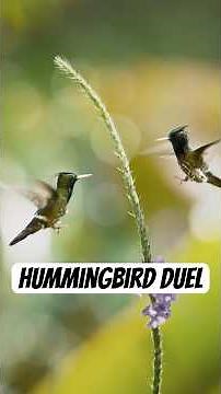 This hummingbird will fight for his flowers. #naturepbs #wildlife #hummingbird #bird #duel