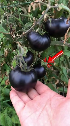 The black tomato — The dark jewel of the garden 🖤