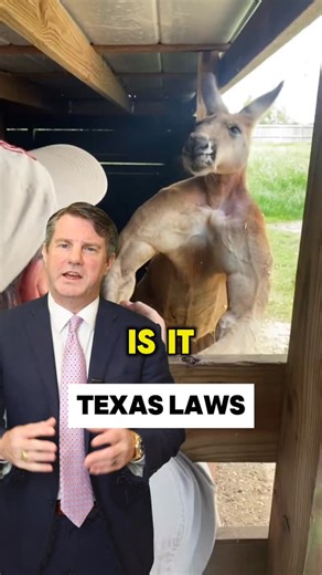 Is it legal to own exotic pets in Texas? Let me explain #Lawyer #ExoticAnimals #Kangaroo #Learn #texas | Hollingsworth Law Firm
