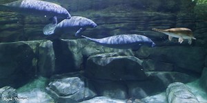 3 young manatees arrive at Cincinnati Zoo
