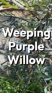 Weeping Purple Willow