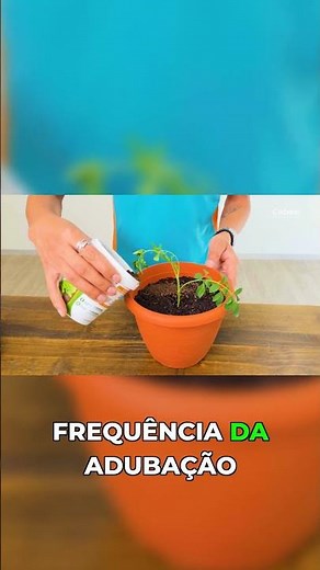 How to fertilize rue: Tip from the Cobasi expert!