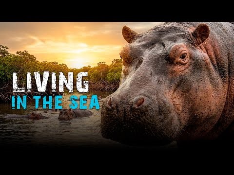 The Only Saltwater Hippos on Earth | A Rare Natural Phenomenon