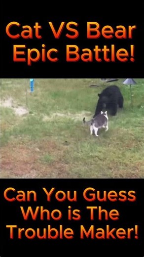 CAT VS BEAR: Epic Battle, Who is the Trouble Maker! "Animal Size Comparison"
